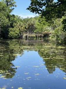 Photo of still water with greenery surrounding it on a sunny day.